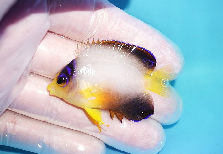 【海水魚・ヤッコ】【通販】人工飼料OK♪【マーシャル産】マルチカラーエンゼル（S）(個体販売）（±5cm）No.5（生体）(海水魚)