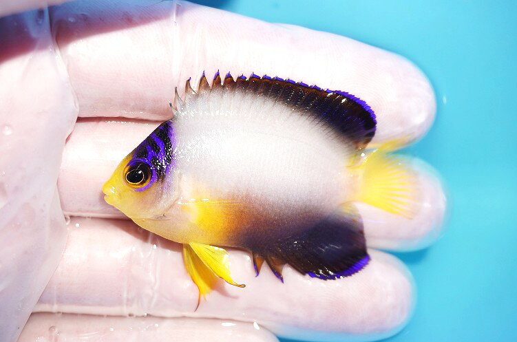 【海水魚・ヤッコ】【通販】人工飼料OK♪【マーシャル産】マルチカラーエンゼル（S）(個体販売）（±5.5cm）No.7（生体）(海水魚)