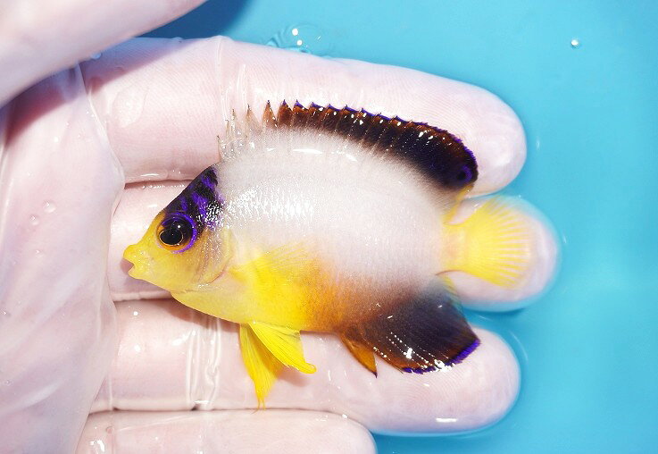 【海水魚・ヤッコ】【通販】人工飼料OK♪【マーシャル産】マルチカラーエンゼル（S）(個体販売）（±5.5cm）No.8（生体）(海水魚)