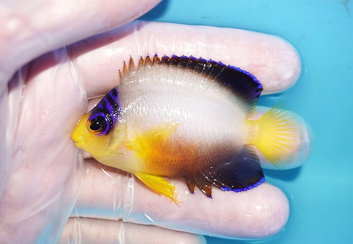 【海水魚・ヤッコ】【通販】人工飼料OK♪【マーシャル産】マルチカラーエンゼル（M）(個体販売）（±6.5cm）No.10（生体）(海水魚)
