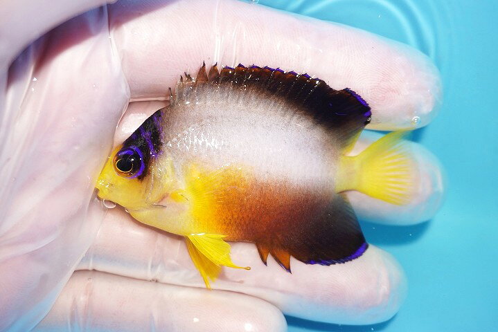 【海水魚・ヤッコ】【通販】人工飼料OK♪【マーシャル産】マルチカラーエンゼル（M）(個体販売）（±6.5cm）No.11（生体）(海水魚)