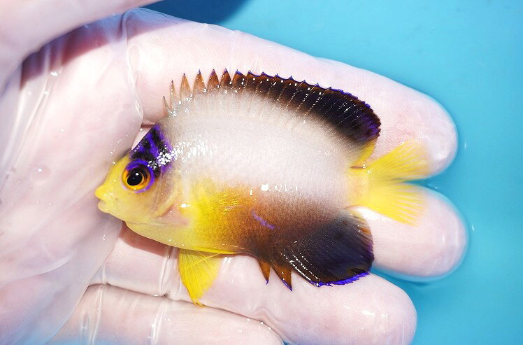 【海水魚・ヤッコ】【通販】人工飼料OK♪【マーシャル産】マルチカラーエンゼル（M）(個体販売）（±6.5cm）No.12（生体）(海水魚)