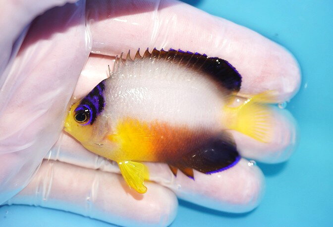 【海水魚・ヤッコ】【通販】人工飼料OK♪【マーシャル産】マルチカラーエンゼル（M）(個体販売）（±6.5cm）No.13（生体）(海水魚)