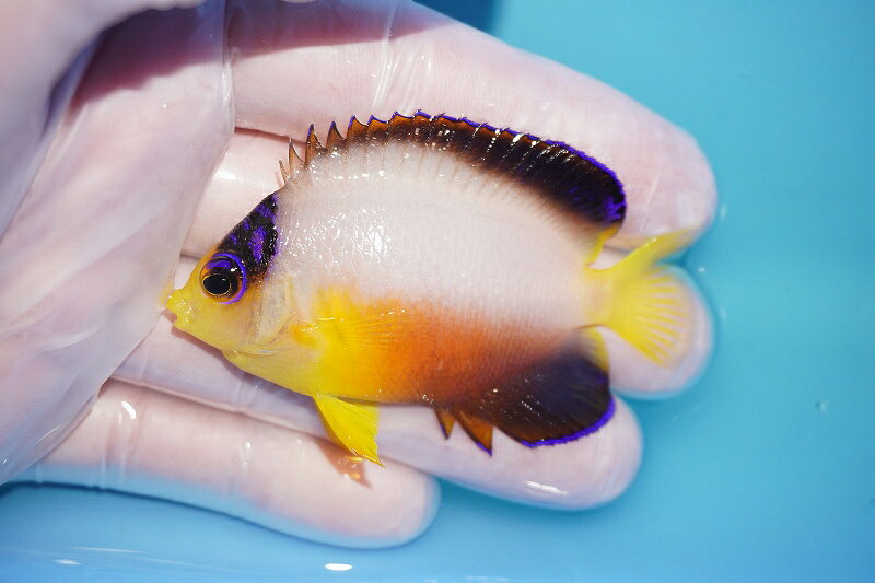 【海水魚・ヤッコ】【通販】人工飼料OK♪【マーシャル産】マルチカラーエンゼル（M）(個体販売）（±7cm）No.14（生体）(海水魚)