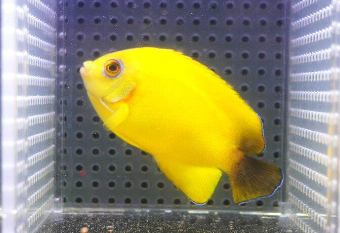 【海水魚・ヤッコ】【通販】人工飼料OK♪【マーシャル産】Hyd. レモンピール（ML）(個体販売）（±8cm）No.1（生体）(海水魚)