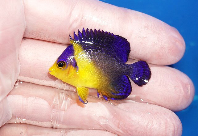 【海水魚・ヤッコ】【通販】冷凍ブラインOK♪スミレヤッコ（Sサイズ）(個体販売）（±4cm）No.1（生体）(海水魚)