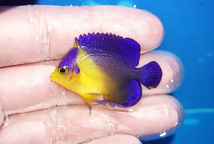 【海水魚・ヤッコ】【通販】冷凍ブラインOK♪スミレヤッコ（Sサイズ）(個体販売）（±4cm）No.2（生体）(海水魚)