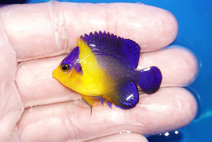 【海水魚・ヤッコ】【通販】冷凍ブラインOK♪スミレヤッコ（Sサイズ）(個体販売）（±4.5cm）No.3（生体）(海水魚)
