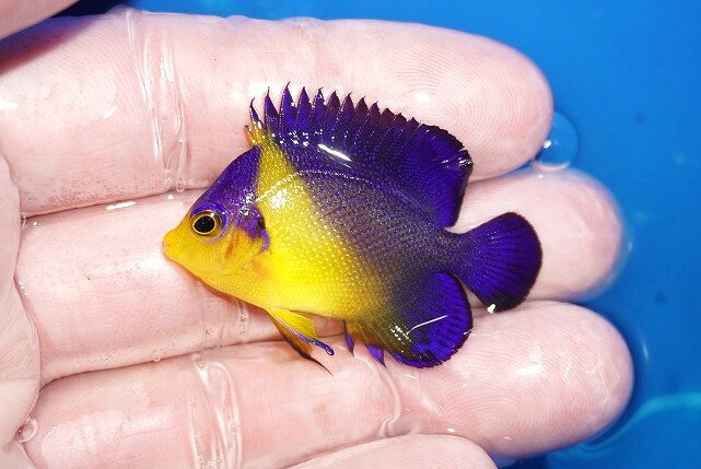 【海水魚・ヤッコ】【通販】状態良好♪スミレヤッコ（SMサイズ）(個体販売）（±4.5cm）No.5（生体）(海水魚)
