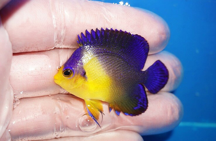 【海水魚・ヤッコ】【通販】状態良好♪スミレヤッコ（SMサイズ）(個体販売）（±4.5cm）No.6（生体）(海水魚)