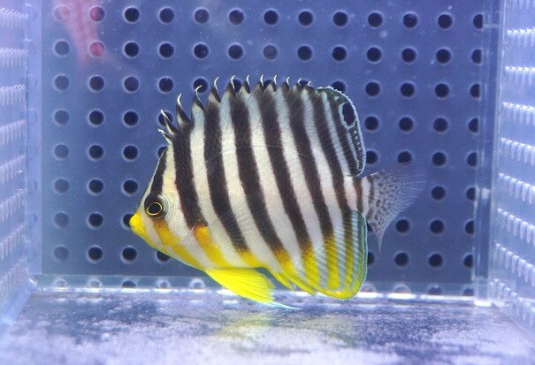 【海水魚・ヤッコ】【通販】状態良好♪シマヤッコ（SMサイズ）(個体販売）（±5.5cm...
