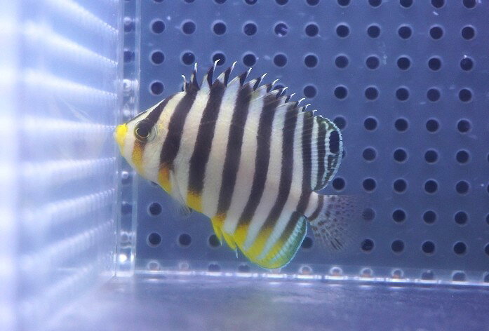 【海水魚・ヤッコ】【通販】状態良好ですが胸鰭ナシ♪シマヤッコ（SMサイズ）(個体販売）（±5.5cm）No.5（生体）(海水魚)