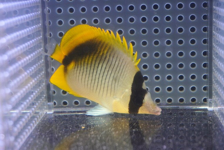 【海水魚・チョウチョウウオ】【通販】【沖縄産】ニセフウライチョウ（Mサイズ）(個体販売）（±7cm）（生体）(海水魚)