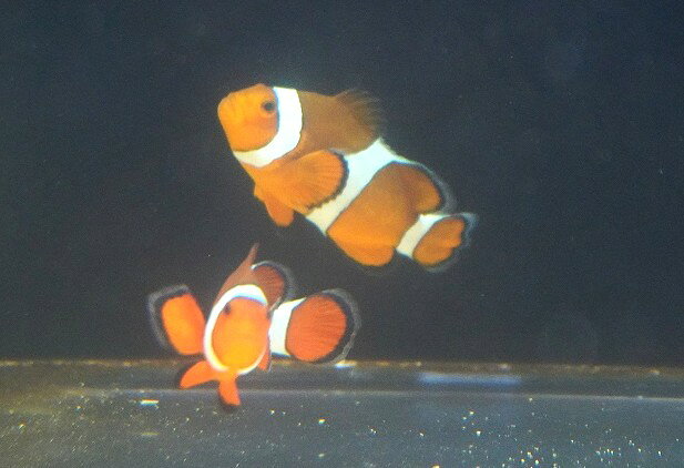 Rakuten - 【海水魚・クマノミ】【通販】【沖縄産】Wildカクレクマノミ（ペア）(個体販売）（±7-8cm）（生体）(海水魚)