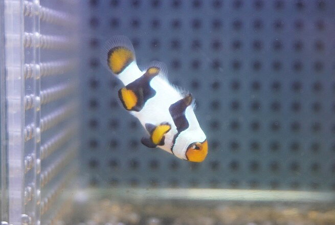【海水魚・クマノミ】【通販】ブラックピカソクラウンフィッシュ(個体販売）（±4cm）No.4（生体）(海水魚)