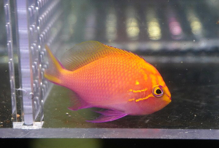 【海水魚・ゴンべ】【通販】状態良好♪ハナゴンべ（Mサイズ）(個体販売）（±5.5-6cm）No.2（生体）(海水魚)