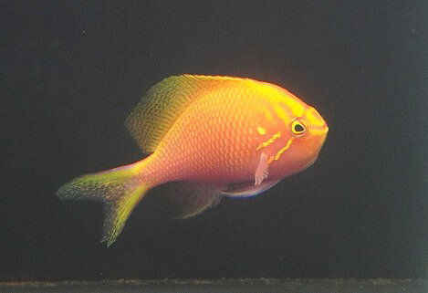 【海水魚・ゴンべ】【通販】状態良好♪ハナゴンべ（MLサイズ）(個体販売）（±7-7.5cm）No.3（生体）(海水魚)