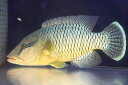 【海水魚・ベラ】【通販】状態良好♪【石垣島産】ナポレオンフィッシュ(メガネモチノウオ)(個体販売)(±33cm) (生体)(海水魚)