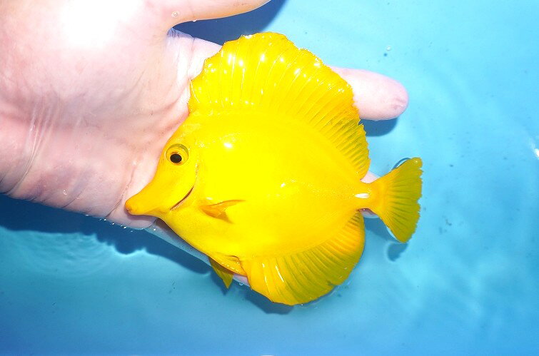 其它 - 【海水魚・ハギ】【通販】人工飼料OK♪【沖縄産】キイロハギ（MLサイズ）(個体販売）（±13cm）No.1（生体）(海水魚)