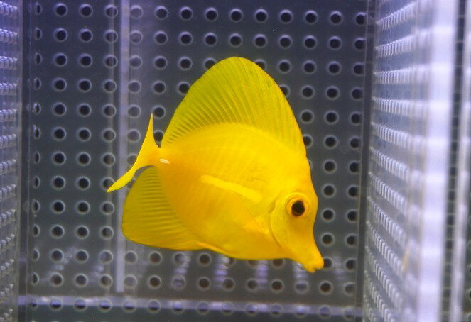 Rakuten - 【海水魚・ハギ】【通販】【沖縄産】Wildキイロハギ（SMサイズ）(個体販売）（±6.5cm）No.5（生体）(海水魚)