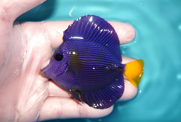 樂天商城 - 【海水魚・ハギ】【通販】人工飼料OK♪パープルタン（Mサイズ)(個体販売）（±8cm）No.1（生体）(海水魚)