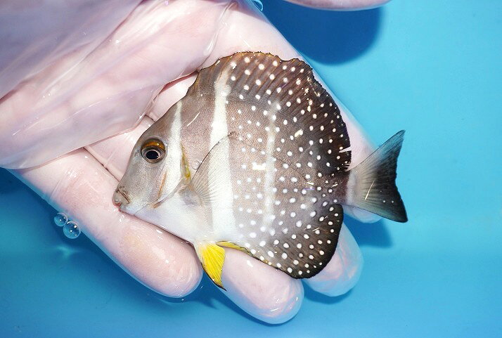 【海水魚・ハギ】【通販】人工飼料OK♪【モルディブ産】ゴマ二ザ（Mサイズ）(個体販売）（±8cm）（生体）(海水魚)