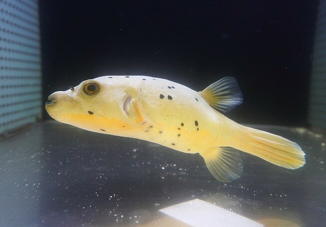 【海水魚・フグ】【通販】コクテンフグ（ハーフイエロー）MLサイズ(個体販売）（±17cm）（生体）(海水魚)