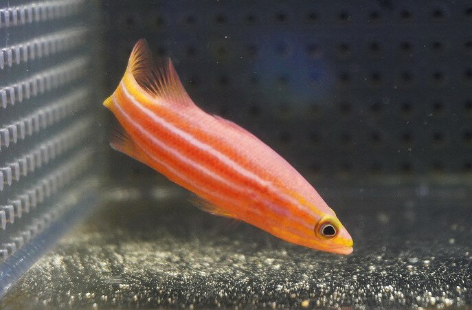 Rakuten - 【海水魚・ハタ】人工飼料OK♪アフリカンリーフバスレット(個体販売）（±5.5cm）（生体）(海水魚)