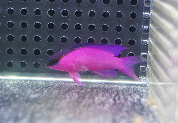 【海水魚・ニセスズメ】【通販】人工飼料OK♪ブラックキャップバスレット(個体販売）（±5cm）No.1（生体）(海水魚)