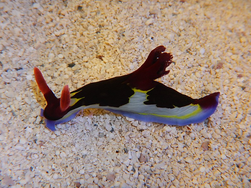 【海水魚・ウミウシ】カラードスラッグsp.(1匹)±4-5cm (サンプル画像）（生体）(海水魚)（サンゴ）