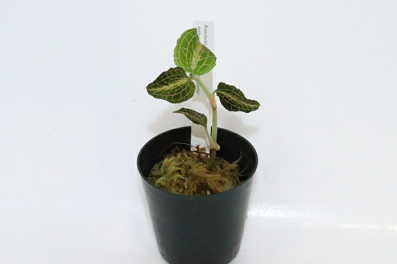 【水草】アネクトキルス KOSHUNENSIS × SIAMENSIS WHITE CENTER【個体販売】