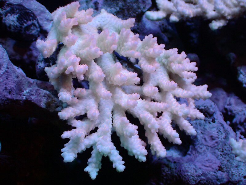 【サンゴ】【通販】Wildミドリイシsp. (美カラー）（個体販売）（±12x10cm)No.22（生体）（サンゴ）