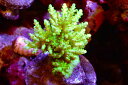 【サンゴ】【通販】ブリードミドリイシsp.（美カラー）（個体販売）（±9cm）No.46（生体）（サンゴ）