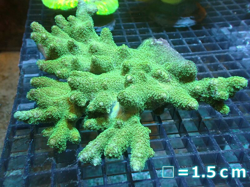 【サンゴ】【通販】ミドリイシsp.（グリーン）MLサイズ（個体販売）（±15cm）No.17（生体）（サンゴ）