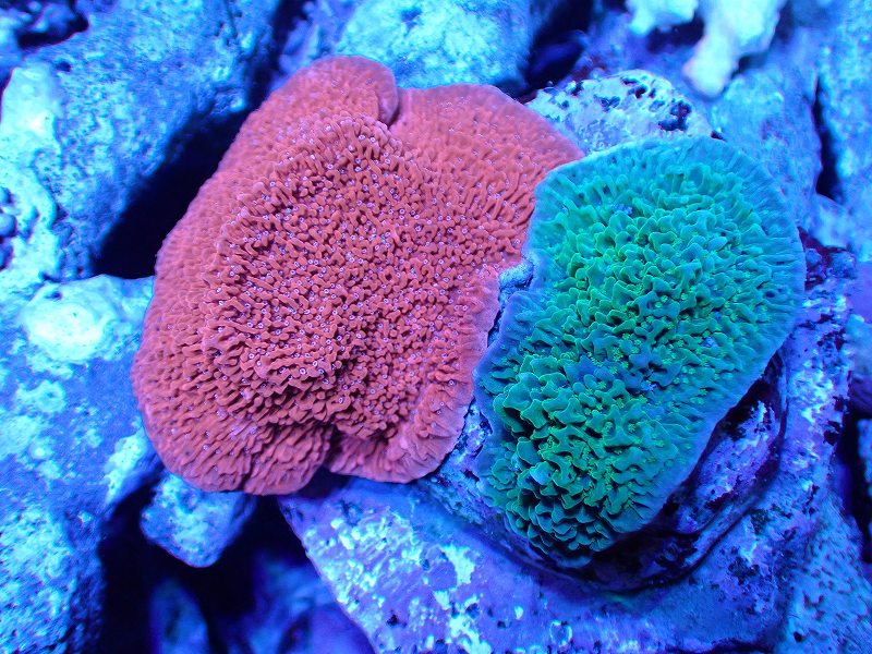 【サンゴ】【通販】ブリードウスコモンサンゴ（Two Colors)（個体販売）（±9-10cm)No.4（生体）（サンゴ）