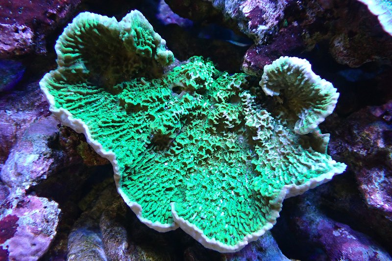 【サンゴ】【通販】ウスコモンサンゴ（Green）Mサイズ（個体販売）（±13cm）No.9（生体）（サンゴ）