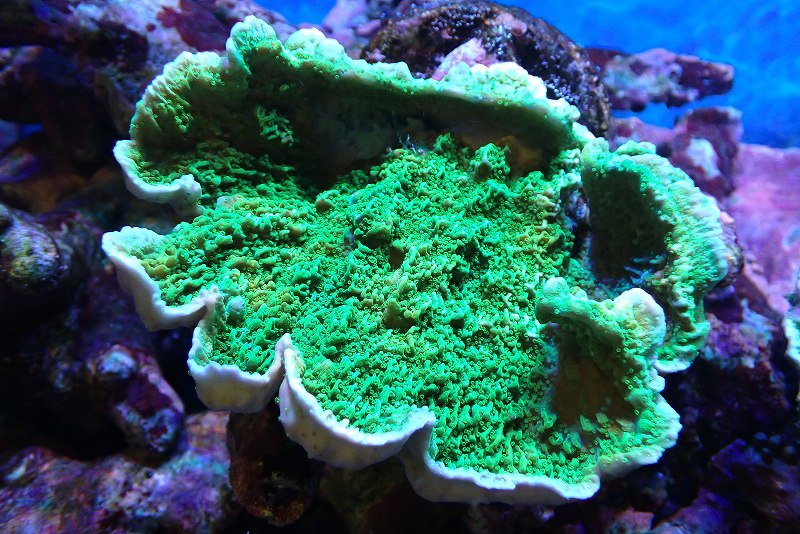 【サンゴ】【通販】ウスコモンサンゴ（Green）Mサイズ（個体販売）（±13cm）No.10（生体）（サンゴ）