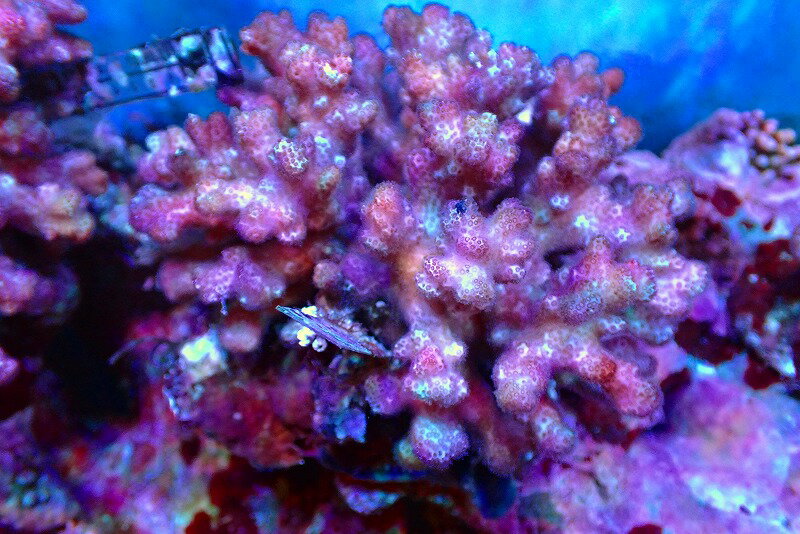 【サンゴ】【通販】ブリードハナヤサイサンゴsp.(Pink)（個体販売）（±11cm）No.2（生体）（サンゴ）