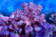 【サンゴ】【通販】ブリードハナヤサイサンゴsp.(Pink)（個体販売）（±11cm）No.3（生体）（サンゴ）