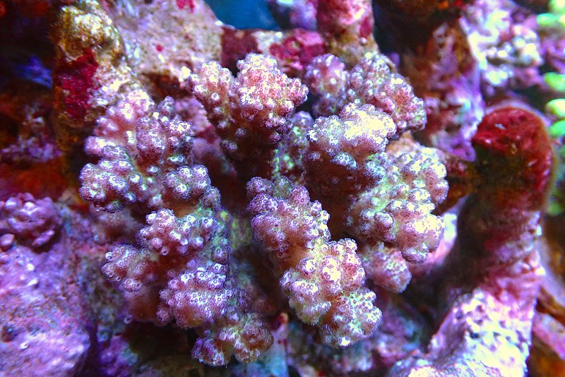 【サンゴ】【通販】ブリードヘラジカハナヤサイサンゴsp.(Pink/Green)（個体販売）（±11cm）No.5（生体）（サンゴ）