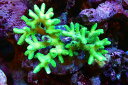 【サンゴ】【通販】ブリードフトトゲサンゴ（Green)（個体販売）（±11cm）No.1（生体）（サンゴ）
