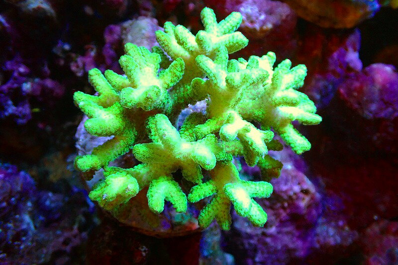 【サンゴ】【通販】ブリードフトトゲサンゴ（Green)（個体販売）（±11cm）No.2（生体）（サンゴ）