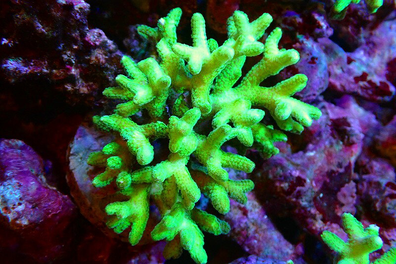 【サンゴ】【通販】ブリードフトトゲサンゴ（Green)（個体販売）（±11cm）No.4（生体）（サンゴ）
