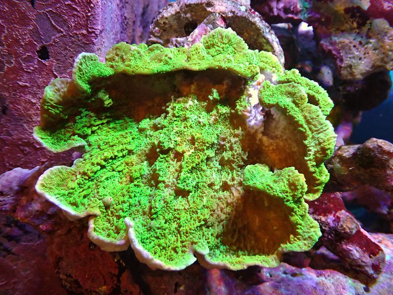【サンゴ】【通販】ウスコモンサンゴ（グリーン）MLサイズ（個体販売）（±14cm）No.4（生体）（サンゴ）