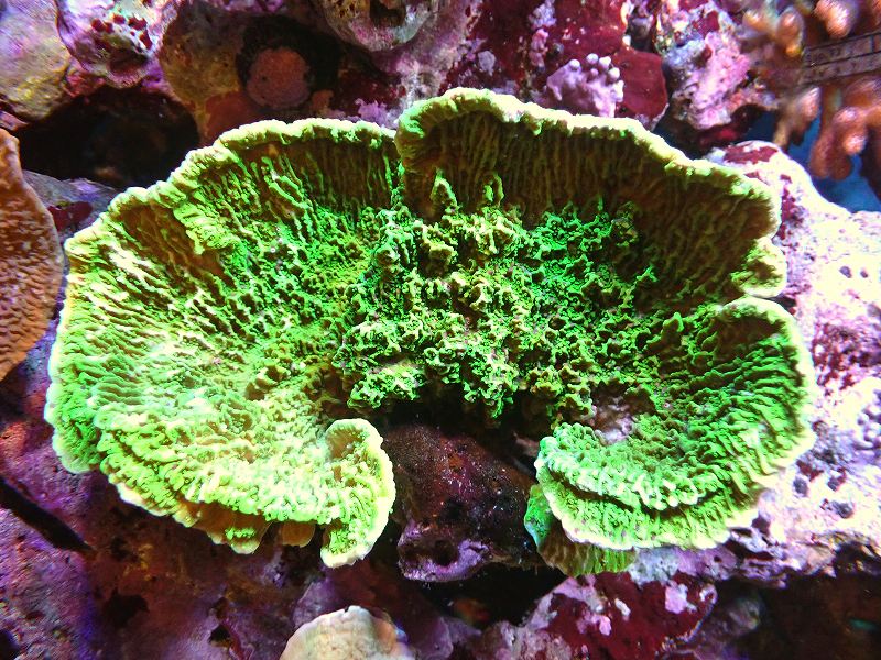 【サンゴ】【通販】ウスコモンサンゴ（グリーン）Lサイズ（個体販売）（±16cm）No.6（生体）（サンゴ）
