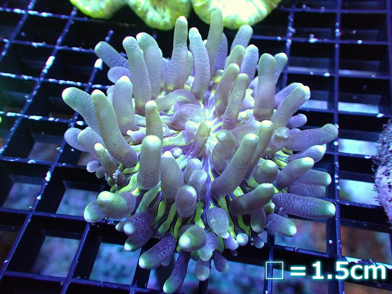 【サンゴ】【通販】パラオクサビライシ（Yellow Tip)Sサイズ（個体販売）（生体）（サンゴ）