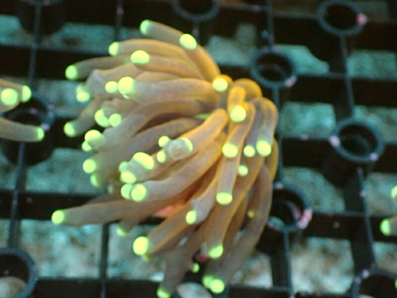 照明器具により、個体の色の見え方に多少の違いが生じる場合がございます。ご了承ください。