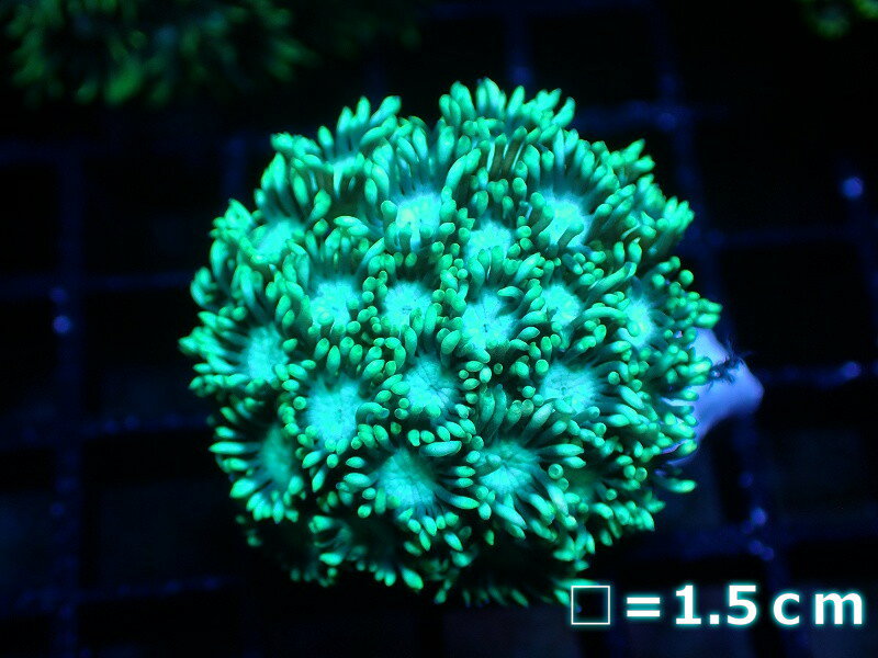 【サンゴ】【通販】ハナガササンゴ（Special Green）Sサイズ（個体販売）No.4（生体）（サンゴ）