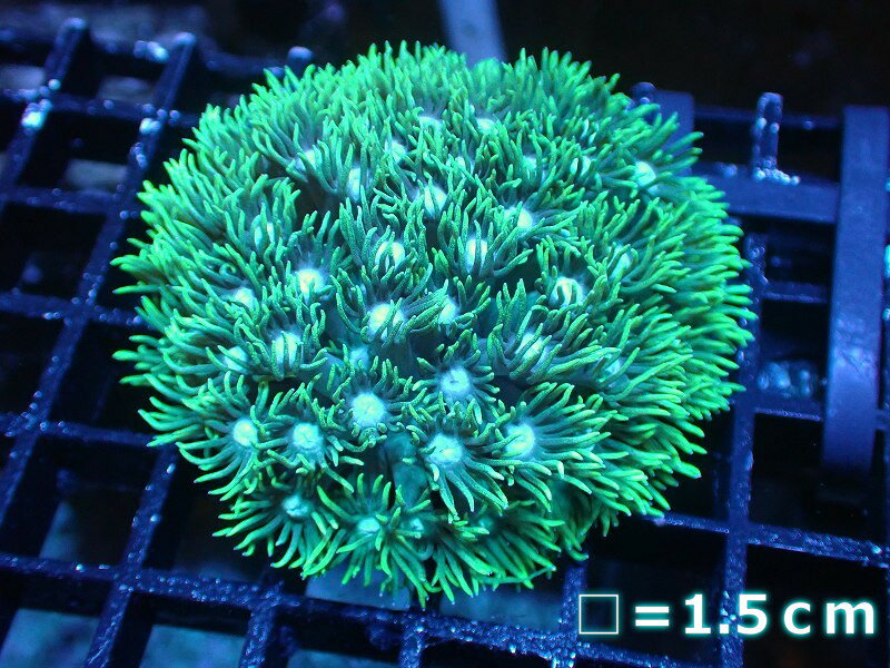 【サンゴ】【通販】ハナガササンゴ（Special Green）Sサイズ（個体販売）No.5（生体）（サンゴ）