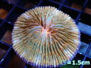 【サンゴ】【通販】クサビライシsp.(Special Orange)(個体販売)No.6(生体)(サンゴ)(4)